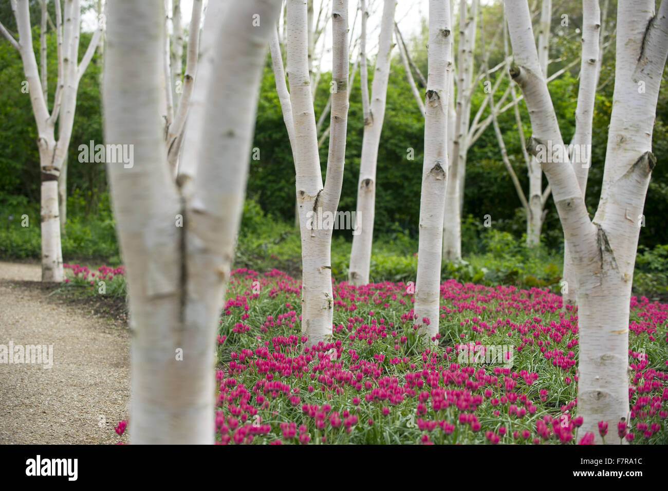Wood in springtime at Anglesey Abbey, Gardens and Lode Mill, Cambridgeshire. Stock Photo