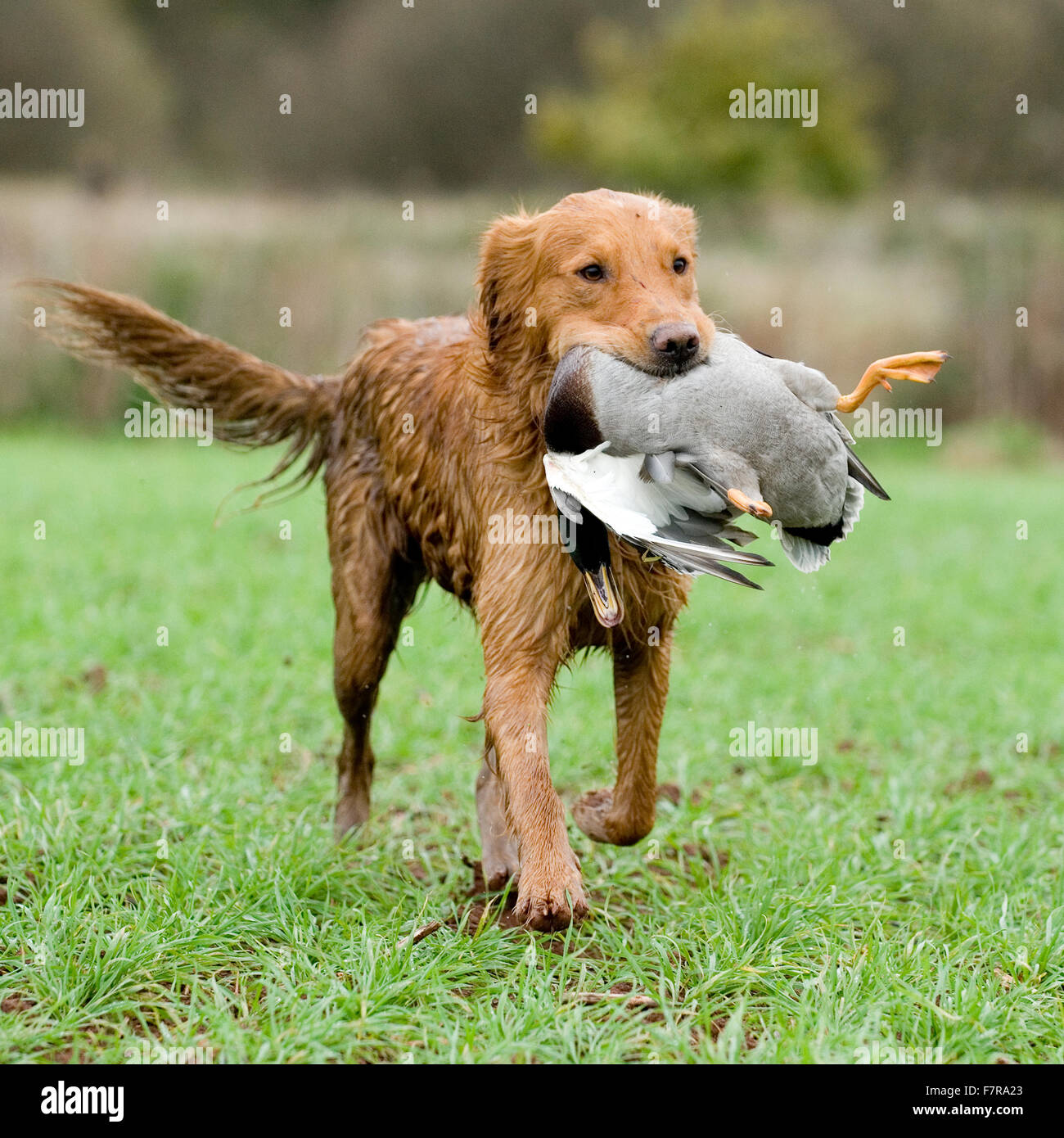 golden retriever retrieving a duck Stock Photo