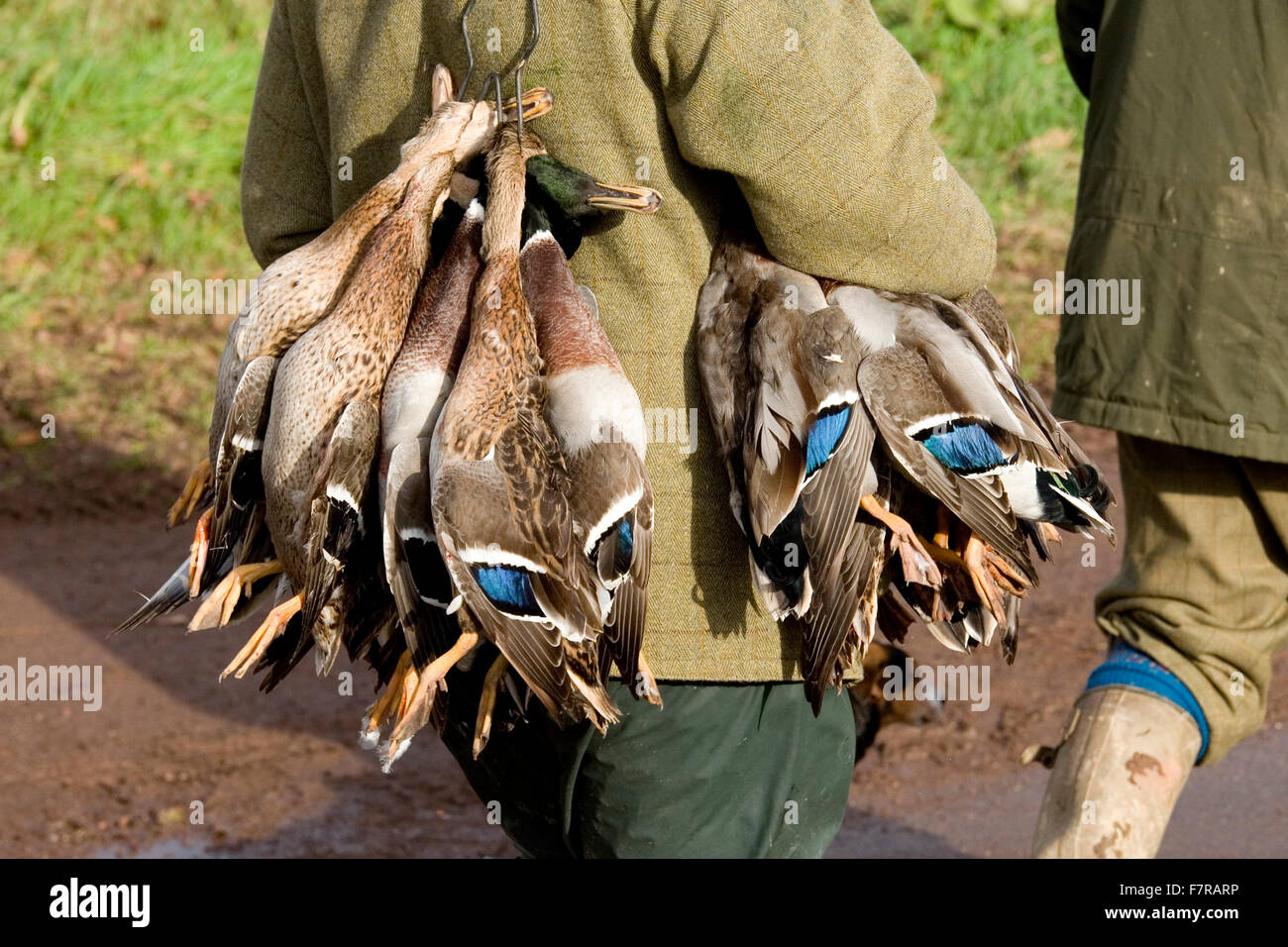 brace of ducks Stock Photo