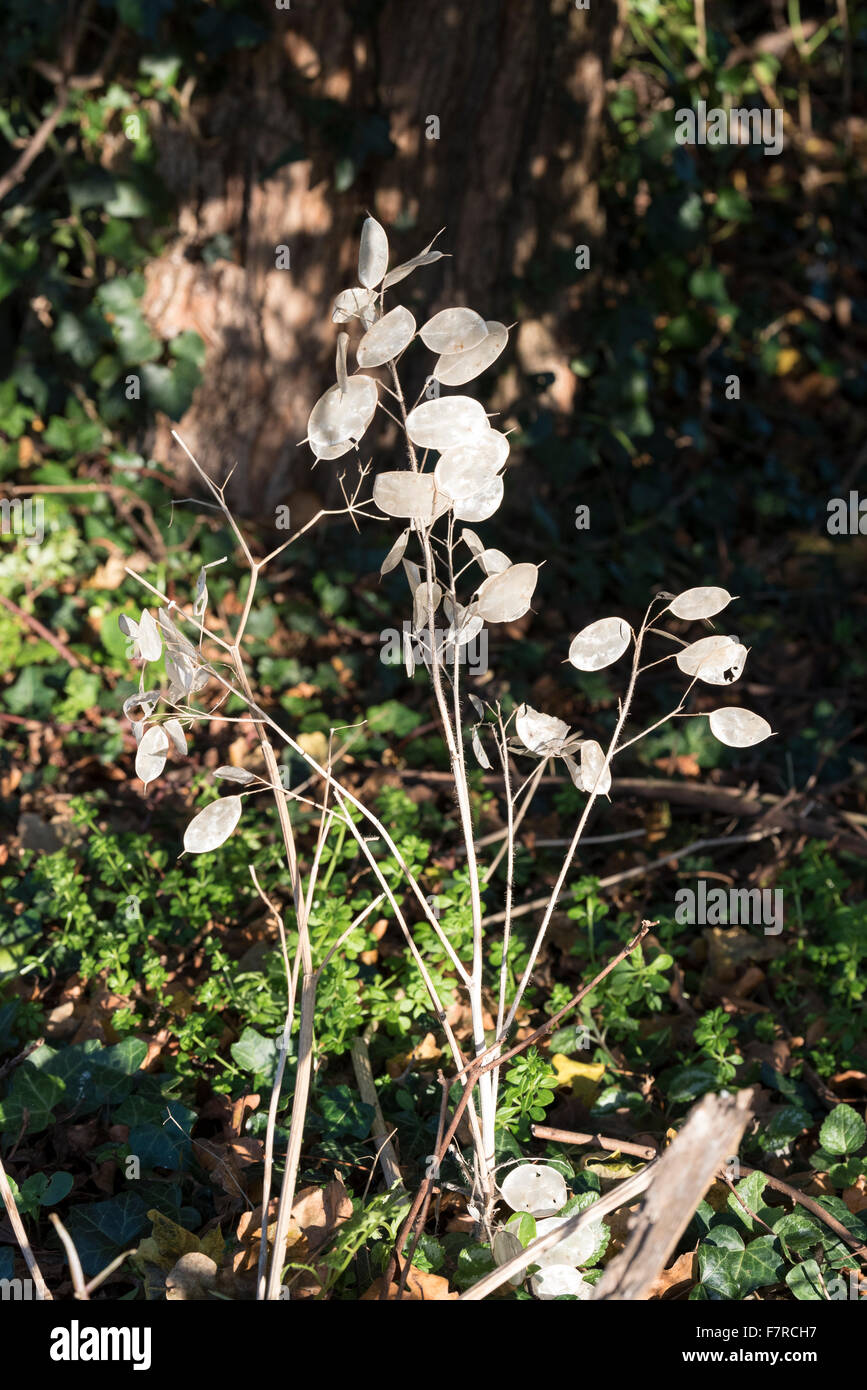 'Lunaria annua' Honesty plant growing wild at roadside Stock Photo