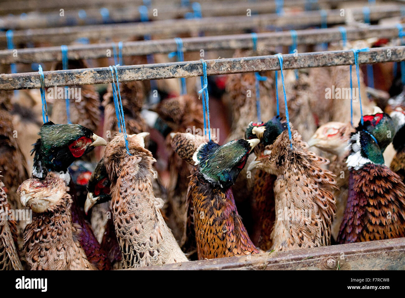 pheasants in game cart Stock Photo