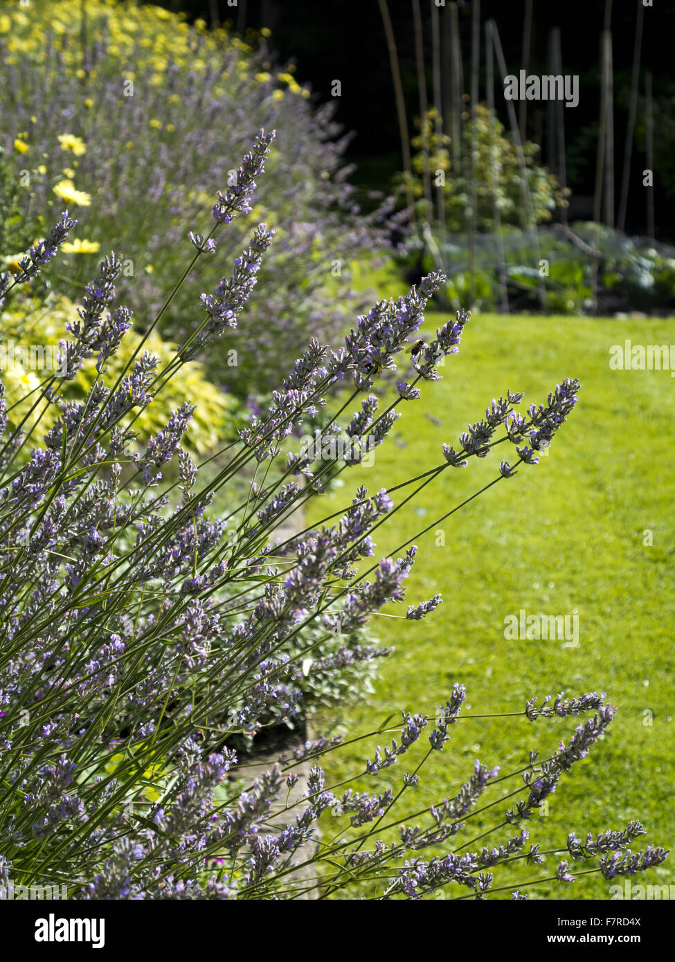 Lavender growing in a garden border at Eyam Hall, Derbyshire. Stock Photo