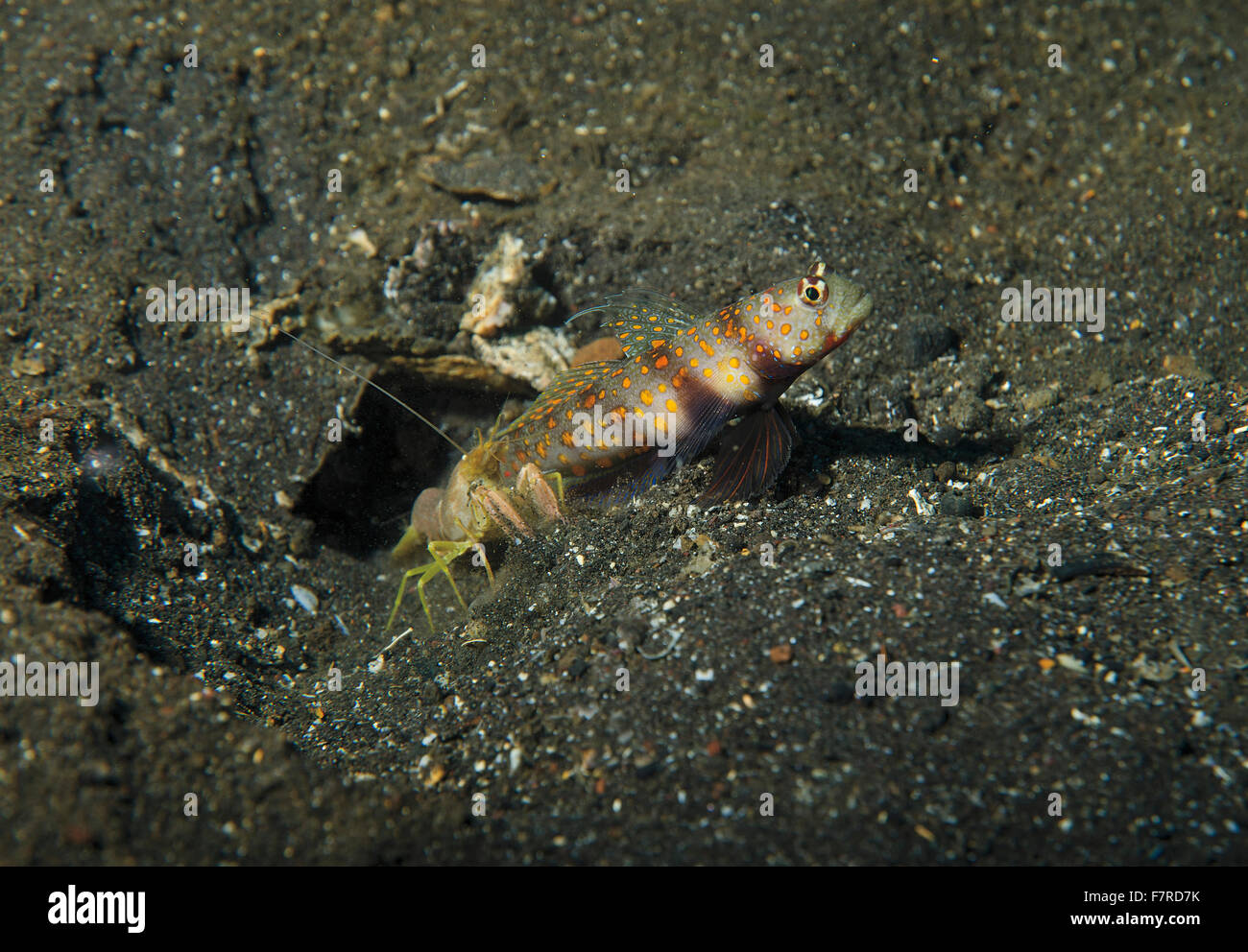 Spotted prawn-goby, Amblyeleotris guttata, with pistol shrimp, Tulamben, Bali, Indonesia Stock Photo