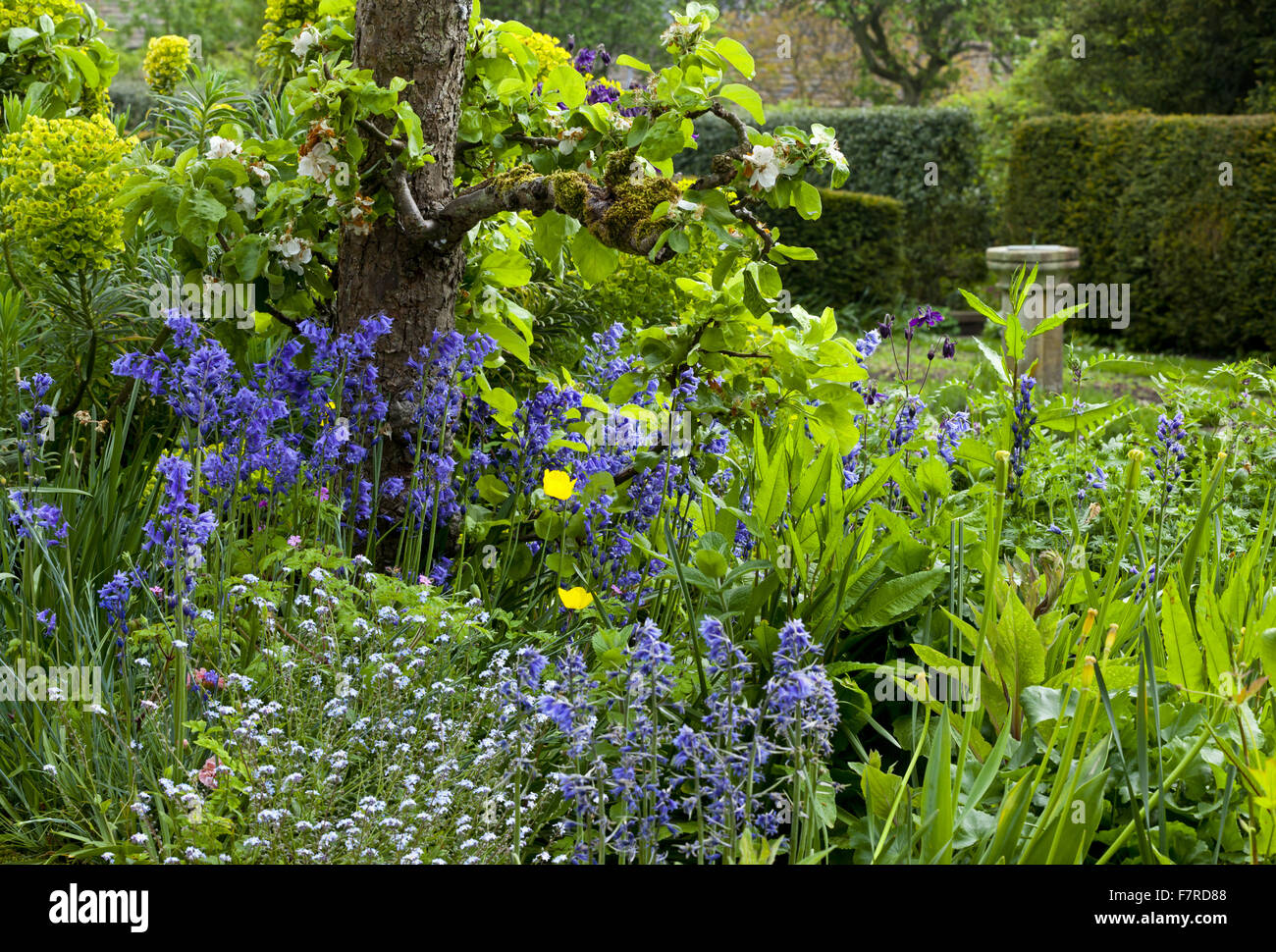 The garden in the spring at Eyam Hall and Craft Centre, Derbyshire. Eyam Hall is an unspoilt example of a gritstone Jacobean manor house, set within a walled garden. Stock Photo