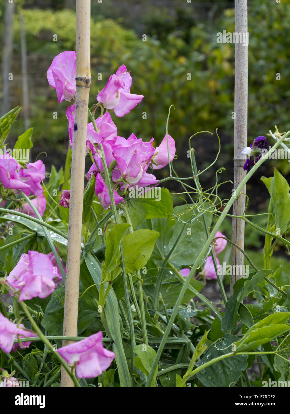 Sweet peas (Lathyrus odoratus) growing in the garden at Eyam Hall and Craft Centre, Derbyshire. Stock Photo