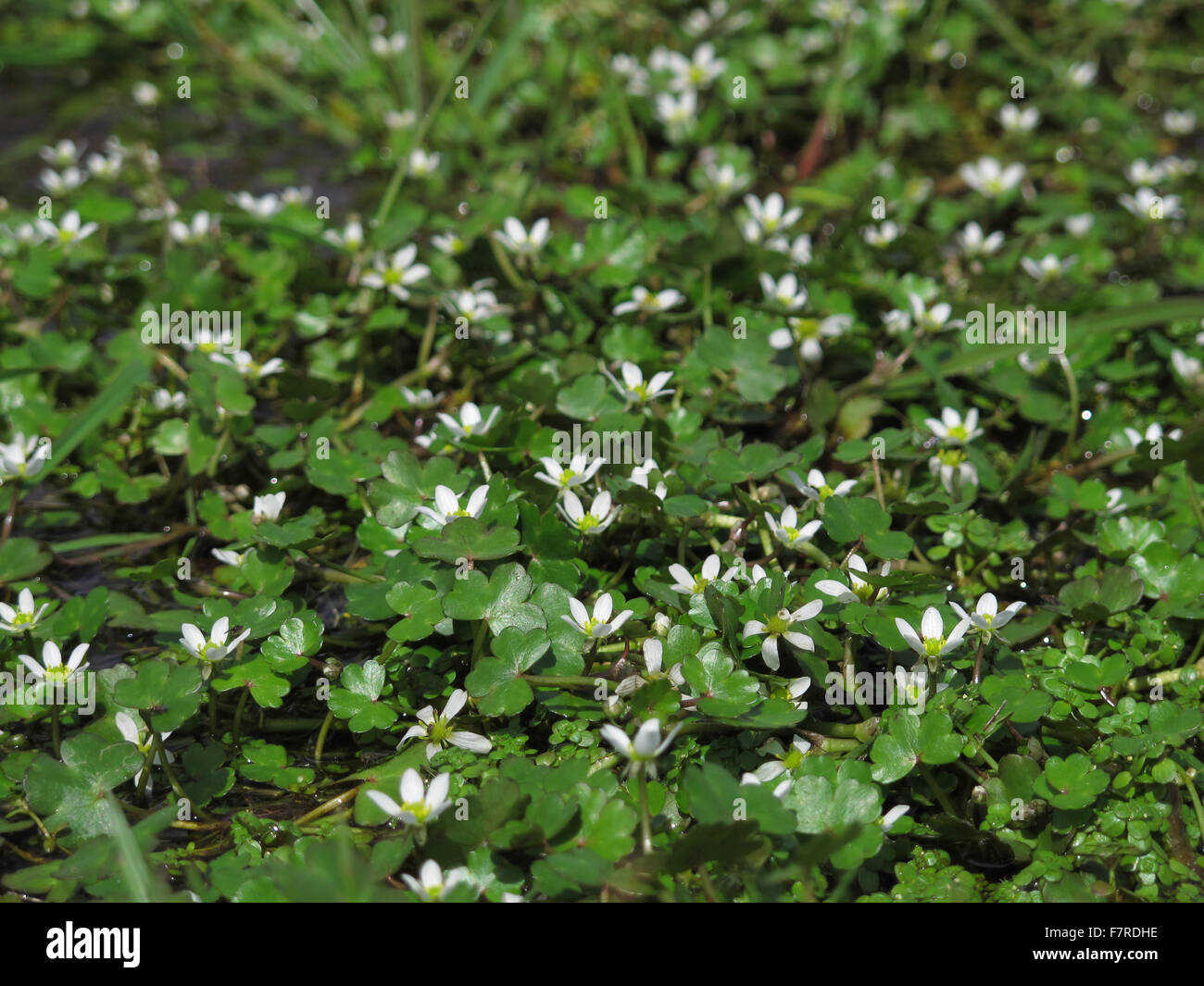 Round-leaved Water Crowfoot, Bramshaw Commons Stock Photo - Alamy