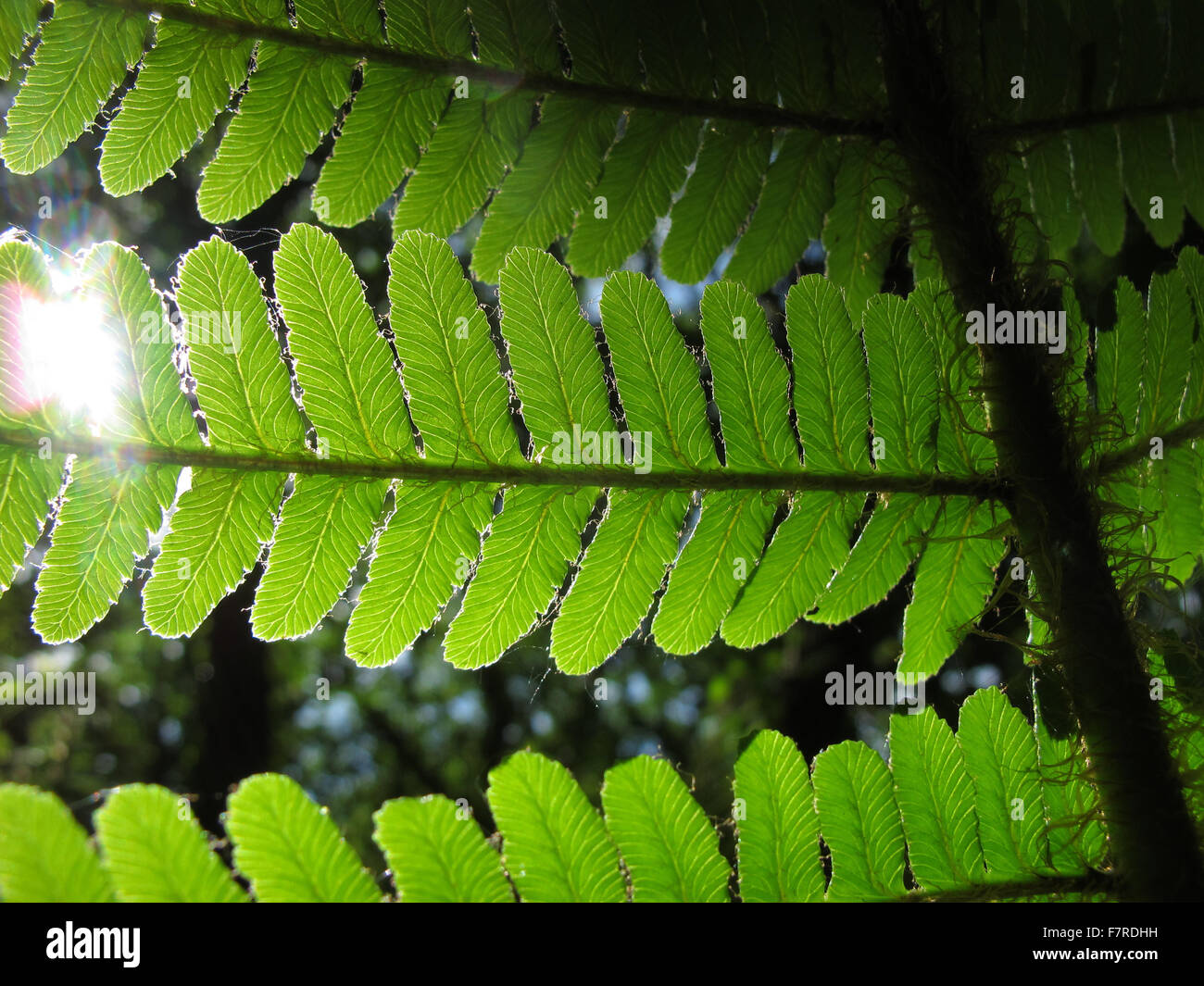 Scaly Male Fern, closeup Stock Photo Alamy