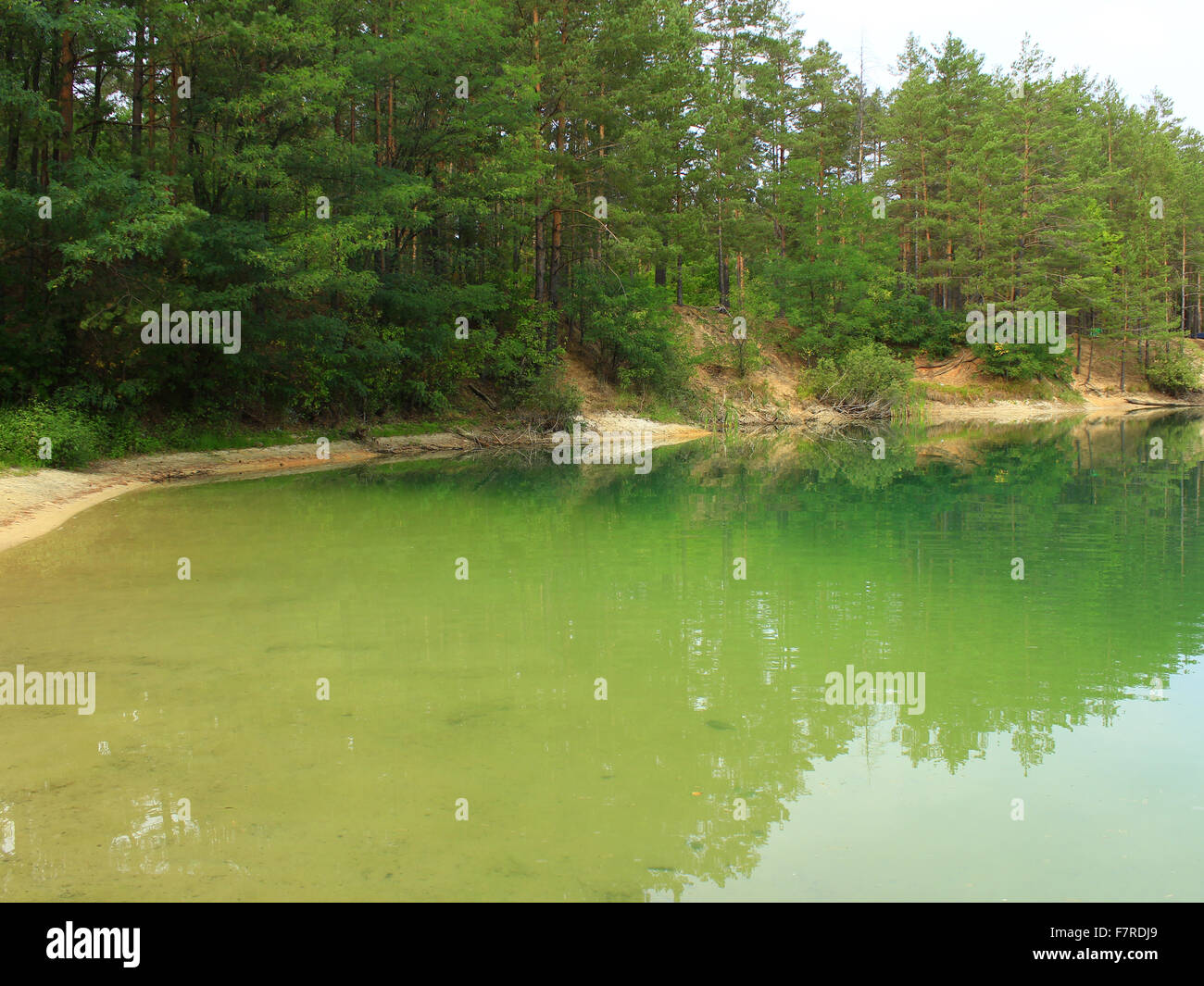 beautiful summer landscape with picturesque lake in the forest Stock ...