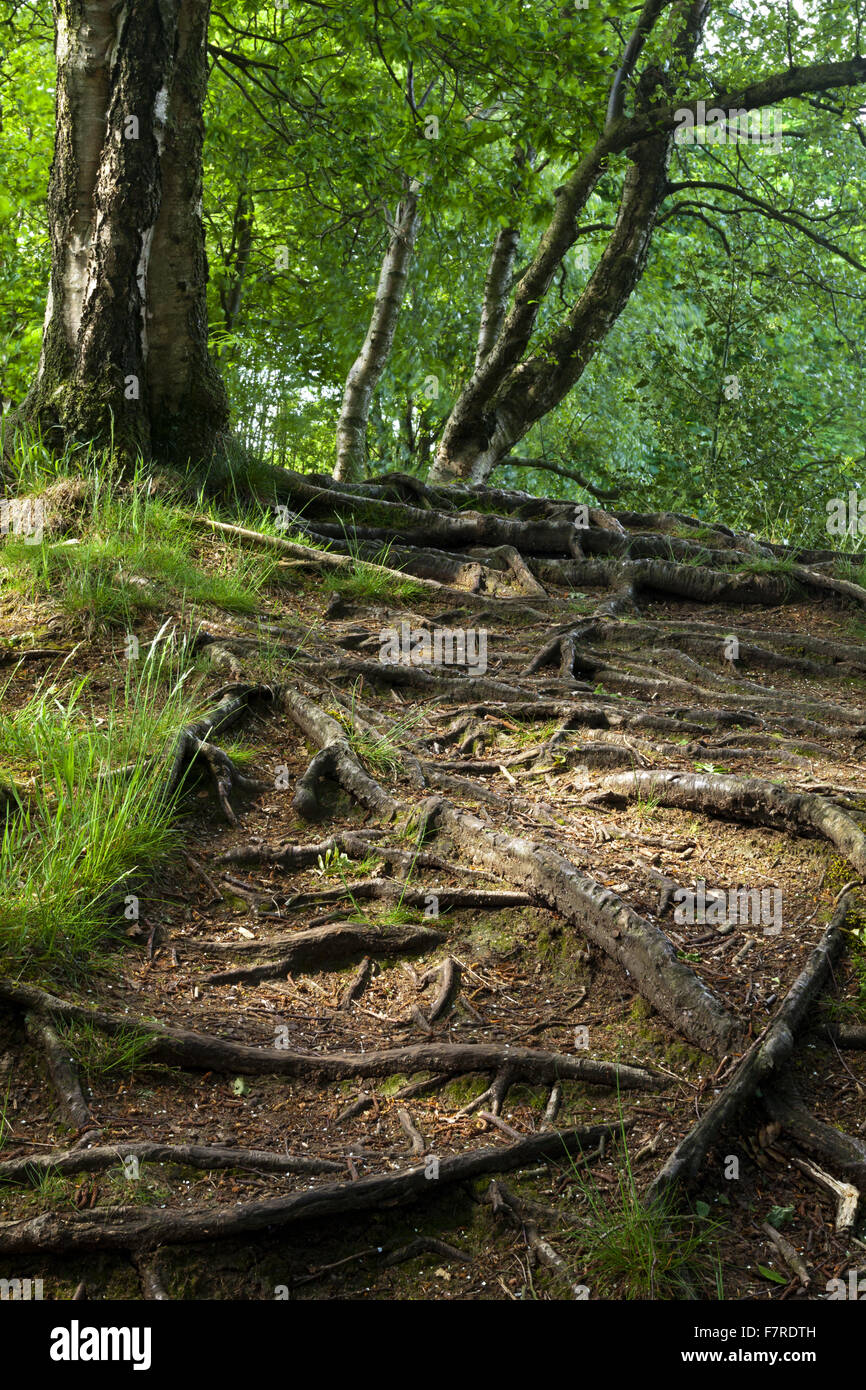 Tree roots in ancient woodland at Hawksmoor, Staffordshire Stock Photo ...