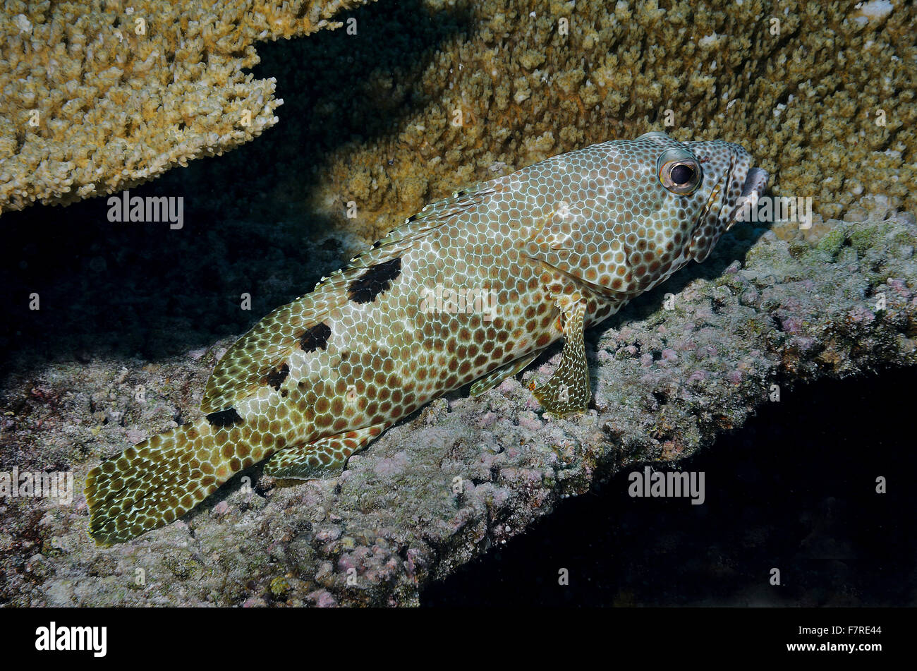 Greasy grouper, Epinephelus tauvina, resting on table coral, Bathala, Maldives, Indian Ocean Stock Photo