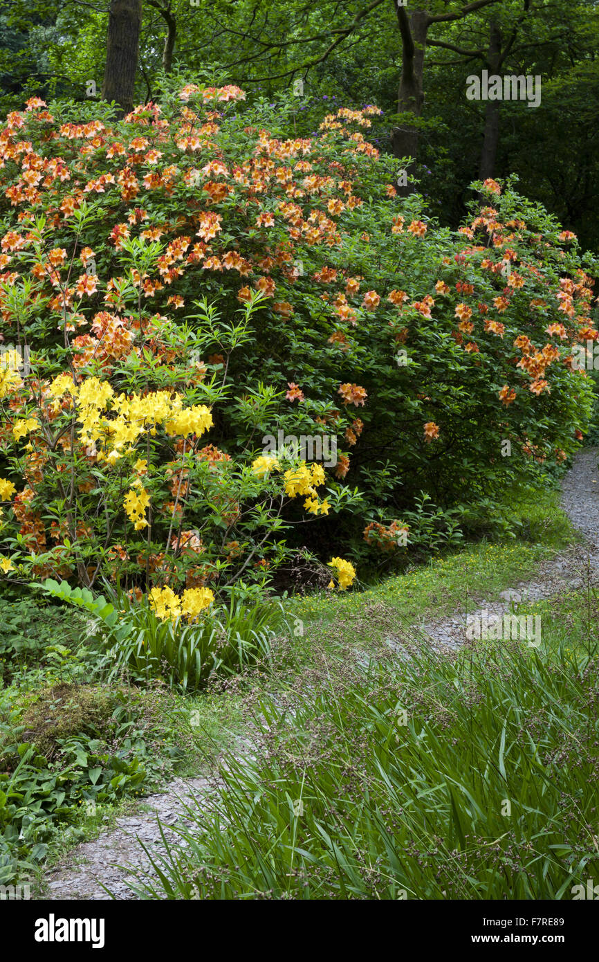 A path through flowering Rhododendrons at Stagshaw Garden, Cumbria, in June. Stock Photo