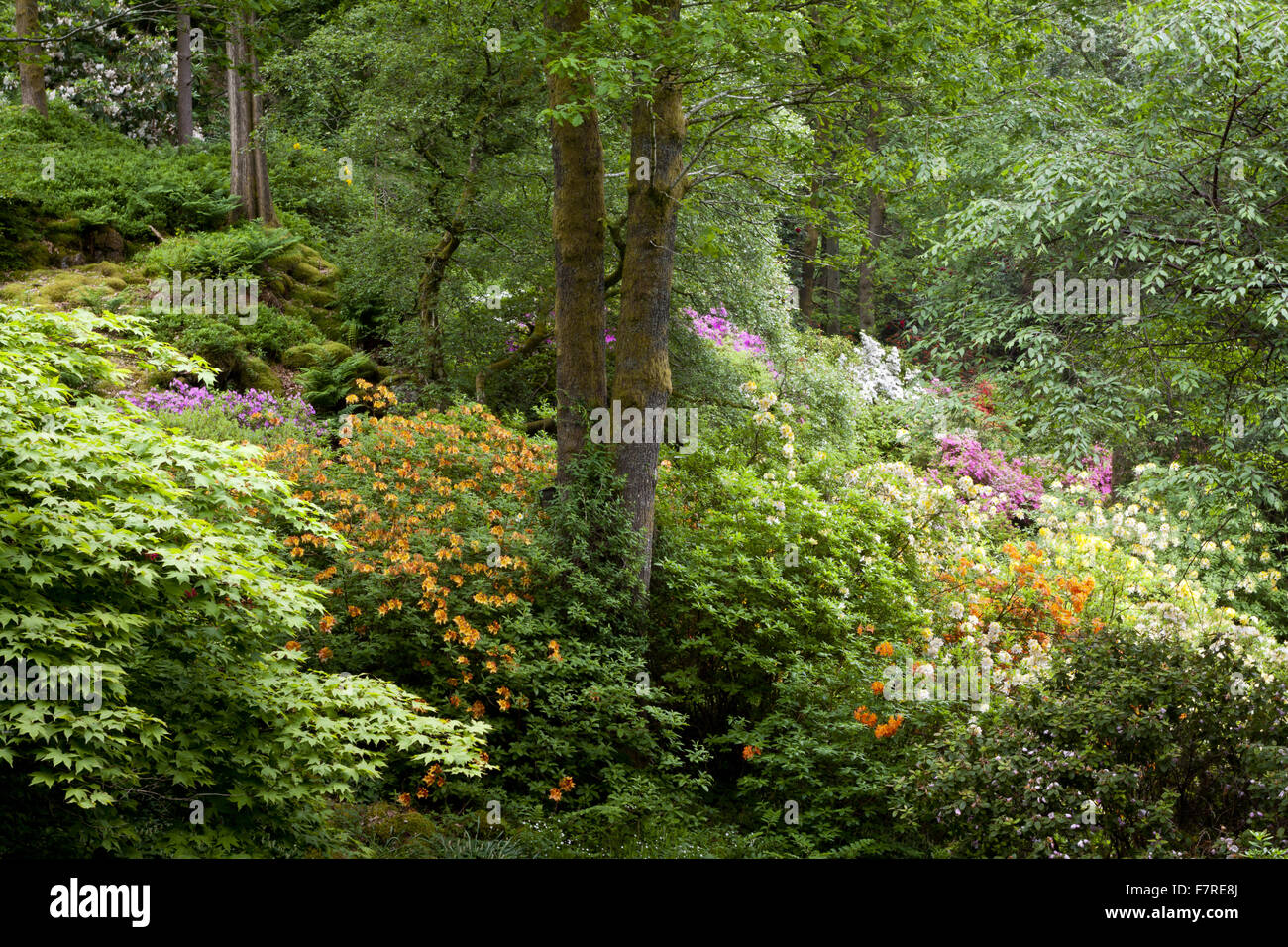 Rhododendrons flowering in the woodland at Stagshaw Garden, Cumbria, in June. Stock Photo