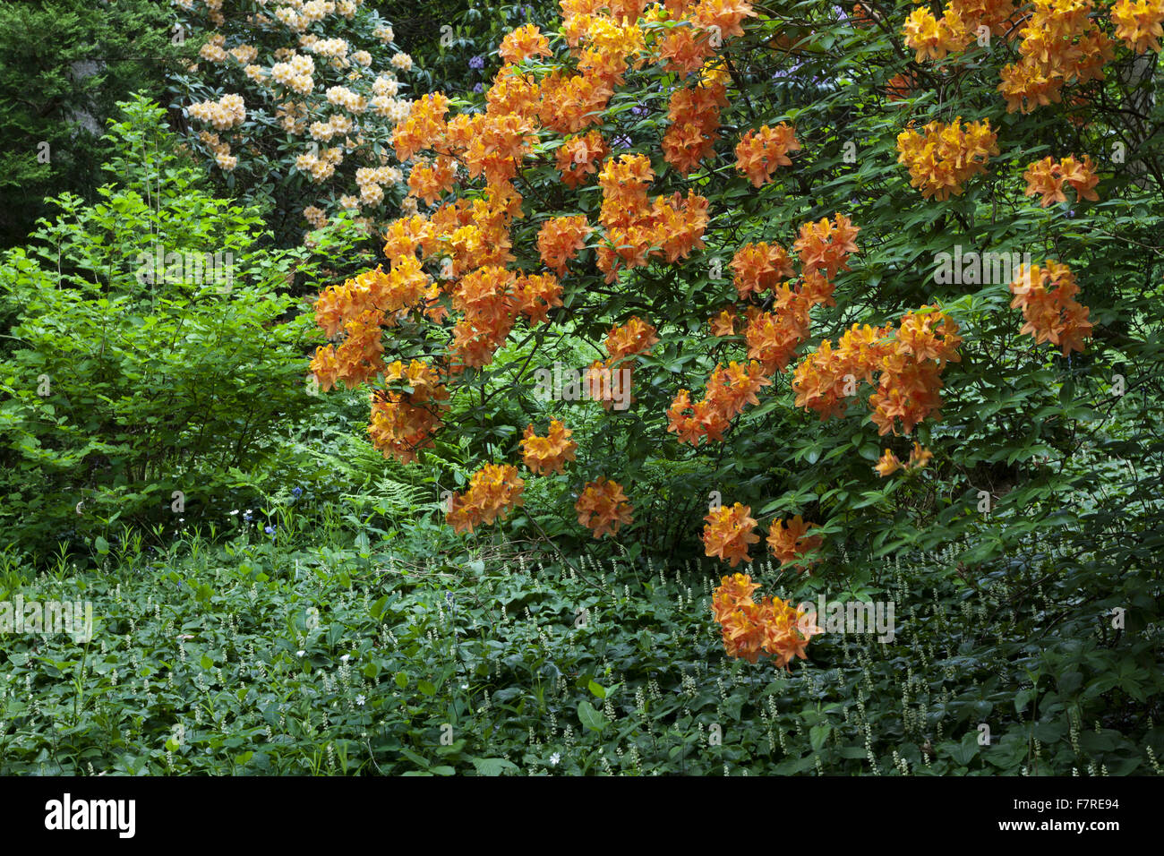 Rhododendrons flowering in the woodland at Stagshaw Garden, Cumbria, in June. Stock Photo
