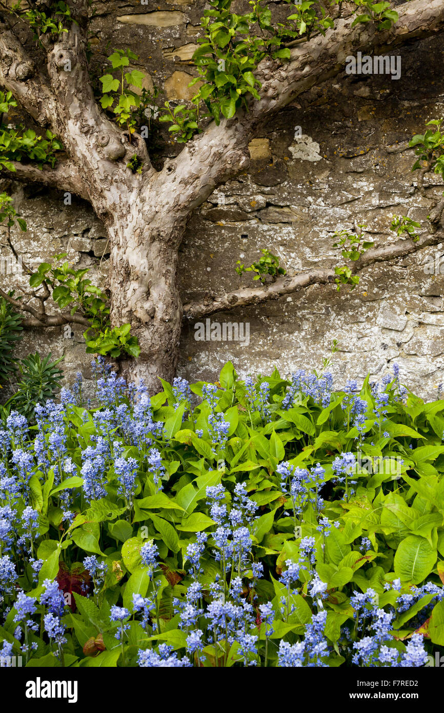 Bluebells in the garden at Eyam Hall and Craft Centre, Derbyshire. Eyam Hall is an unspoilt example of a gritstone Jacobean manor house, set within a walled garden. Stock Photo