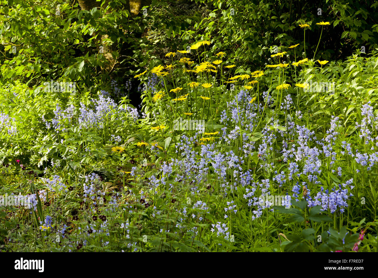 Bluebells and marigolds in the garden at Eyam Hall and Craft Centre, Derbyshire. Eyam Hall is an unspoilt example of a gritstone Jacobean manor house, set within a walled garden. Stock Photo