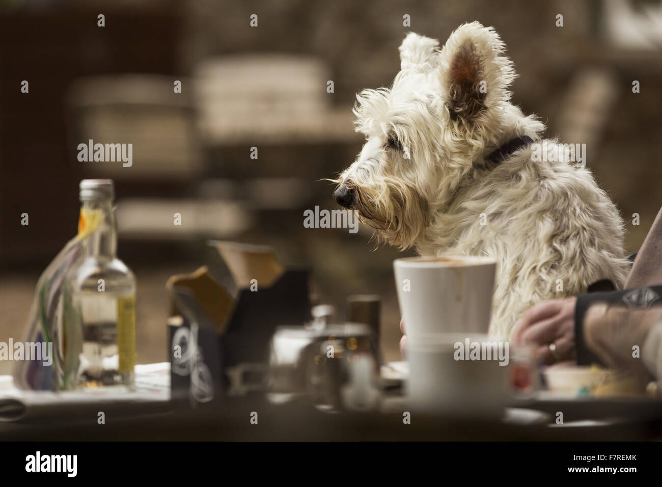 A dog relaxing in the outside seating area of the cafe, at Trelissick, Cornwall. Stock Photo