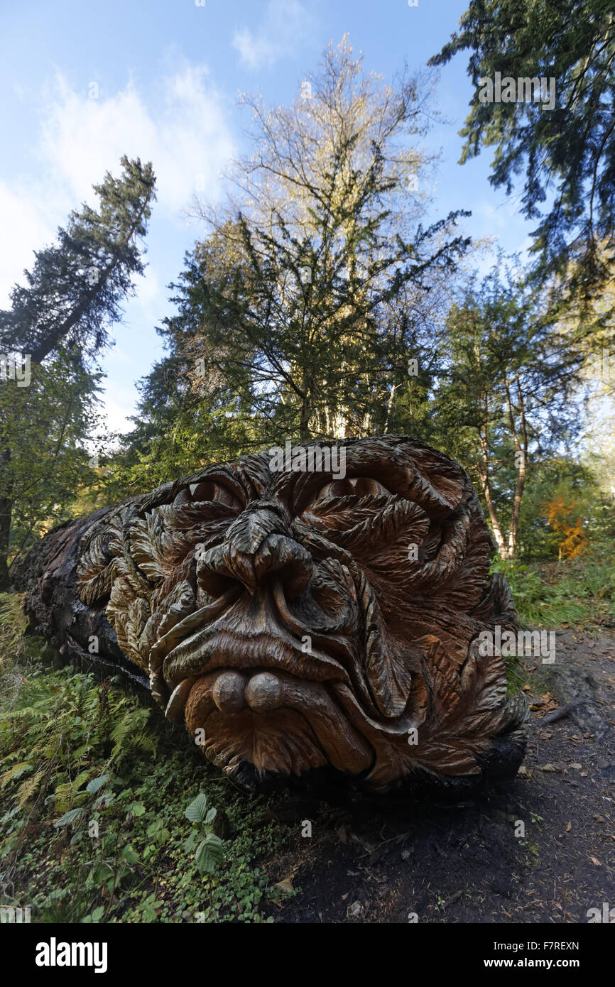Cragside pinetum hi-res stock photography and images - Alamy