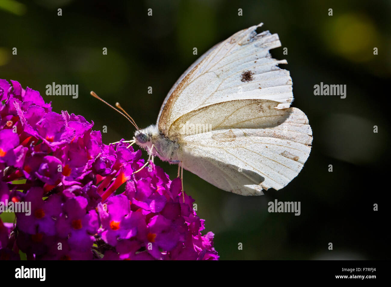 Small white / small cabbage white (Pieris rapae) butterfly with damaged wings feeding on flower Stock Photo