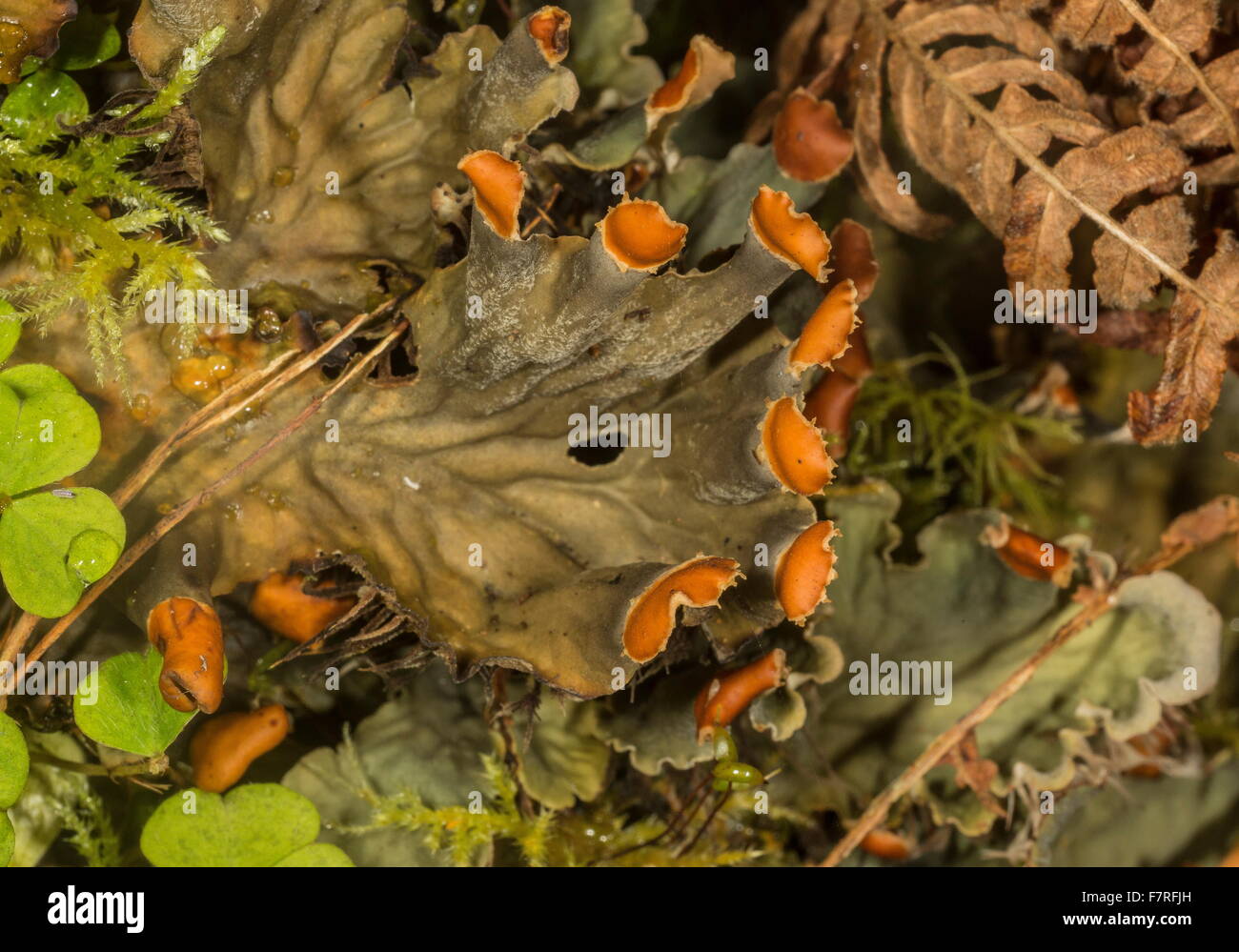 Fertile fronds of an attractive dog-lichen, Peltigera horizontalis in humid valley, Exmoor. Stock Photo
