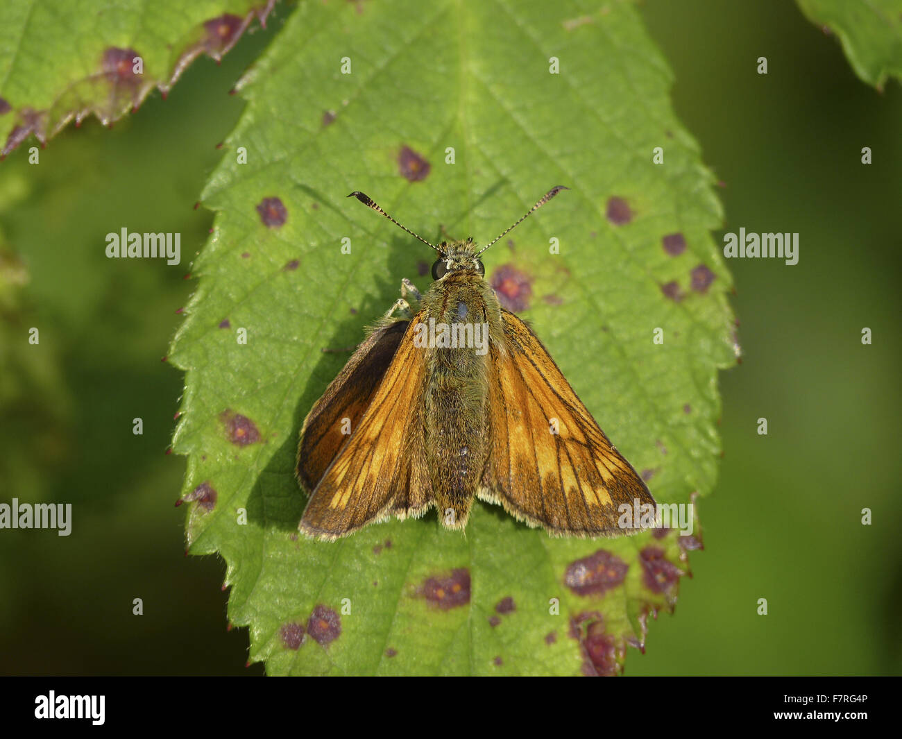 Large Skipper butterfly, female Stock Photo