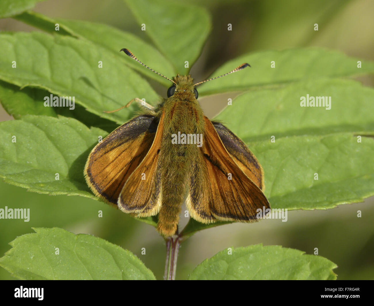 Large Skipper butterfly, male Stock Photo