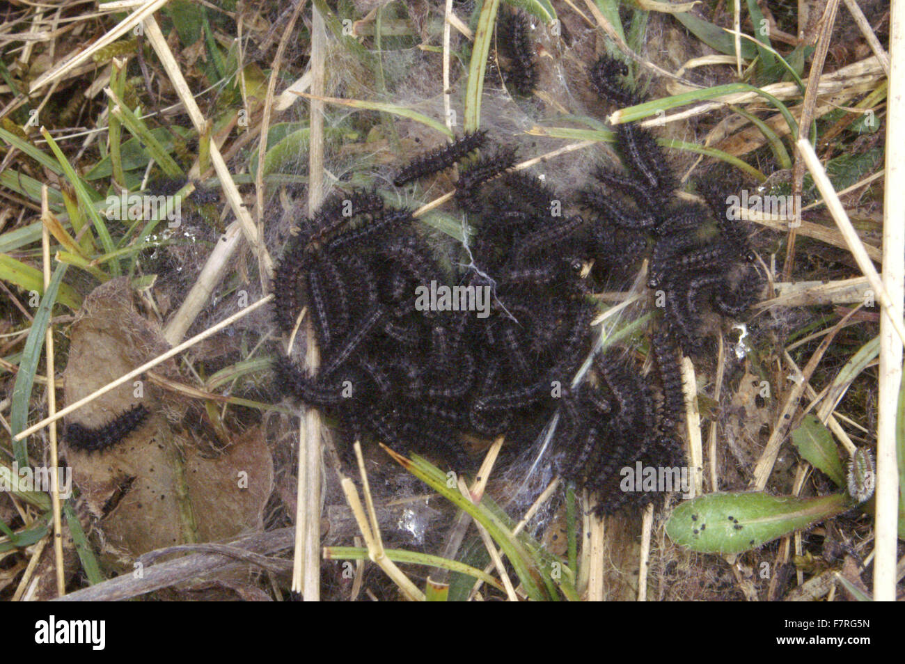 Marsh Fritillary butterfly larvae Stock Photo - Alamy