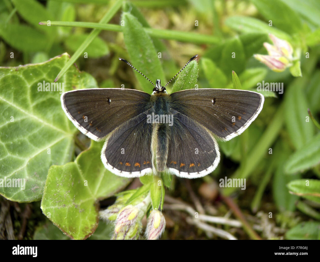 Northern Brown Argus butterfly, male Stock Photo