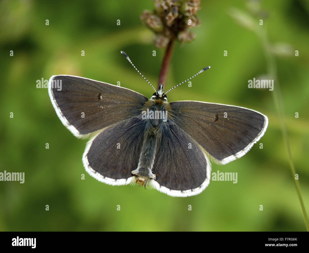 Northern Brown Argus butterfly, male Stock Photo