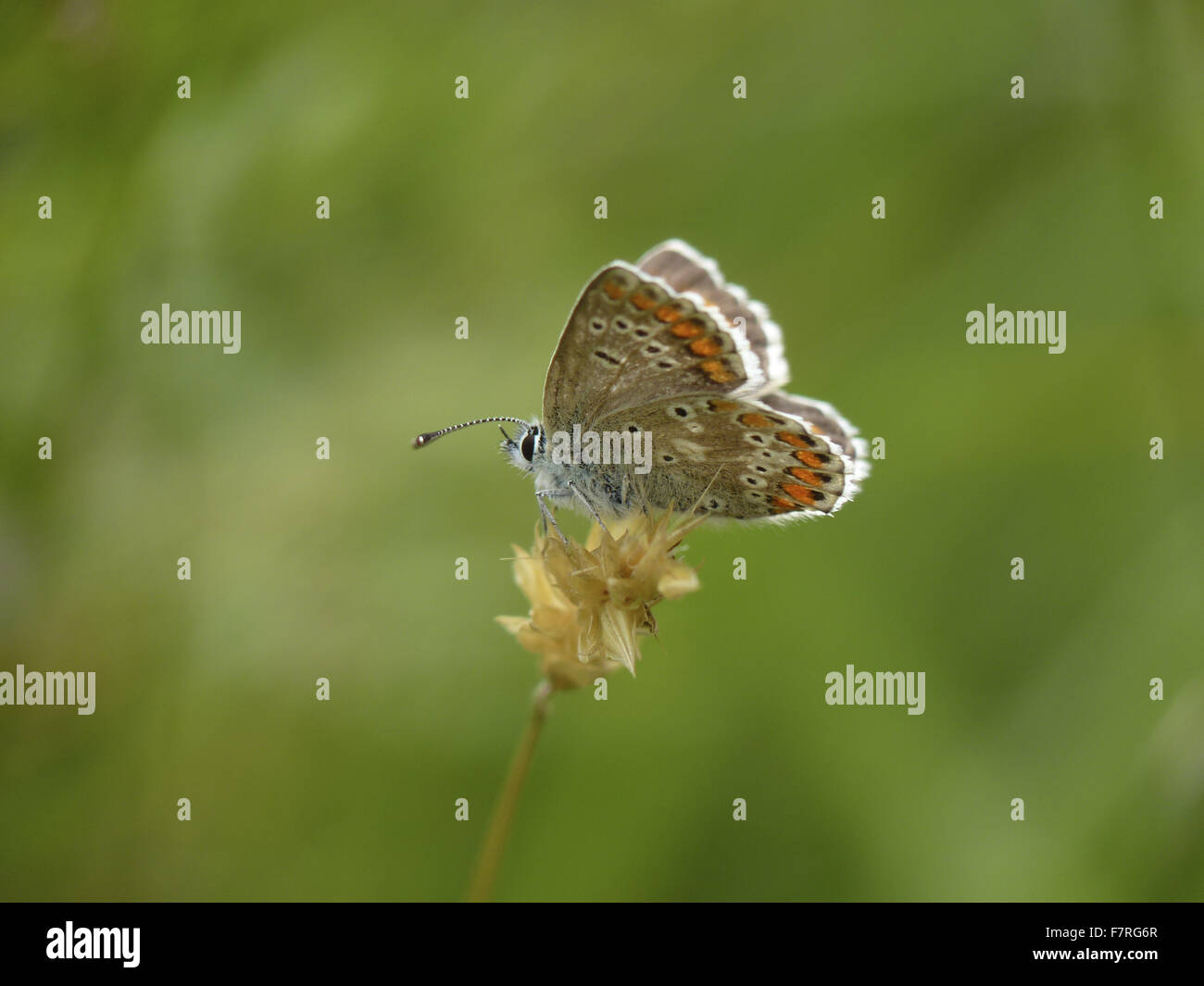 Northern Brown Argus butterfly, underside Stock Photo