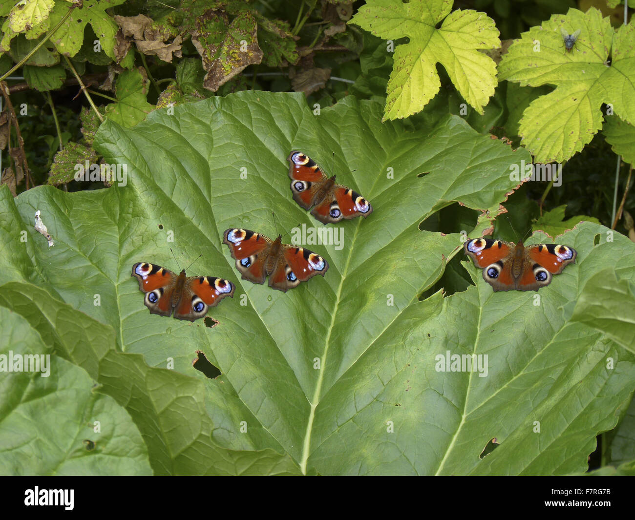 Peacock butterflies basking on a rhubarb leaf Stock Photo - Alamy