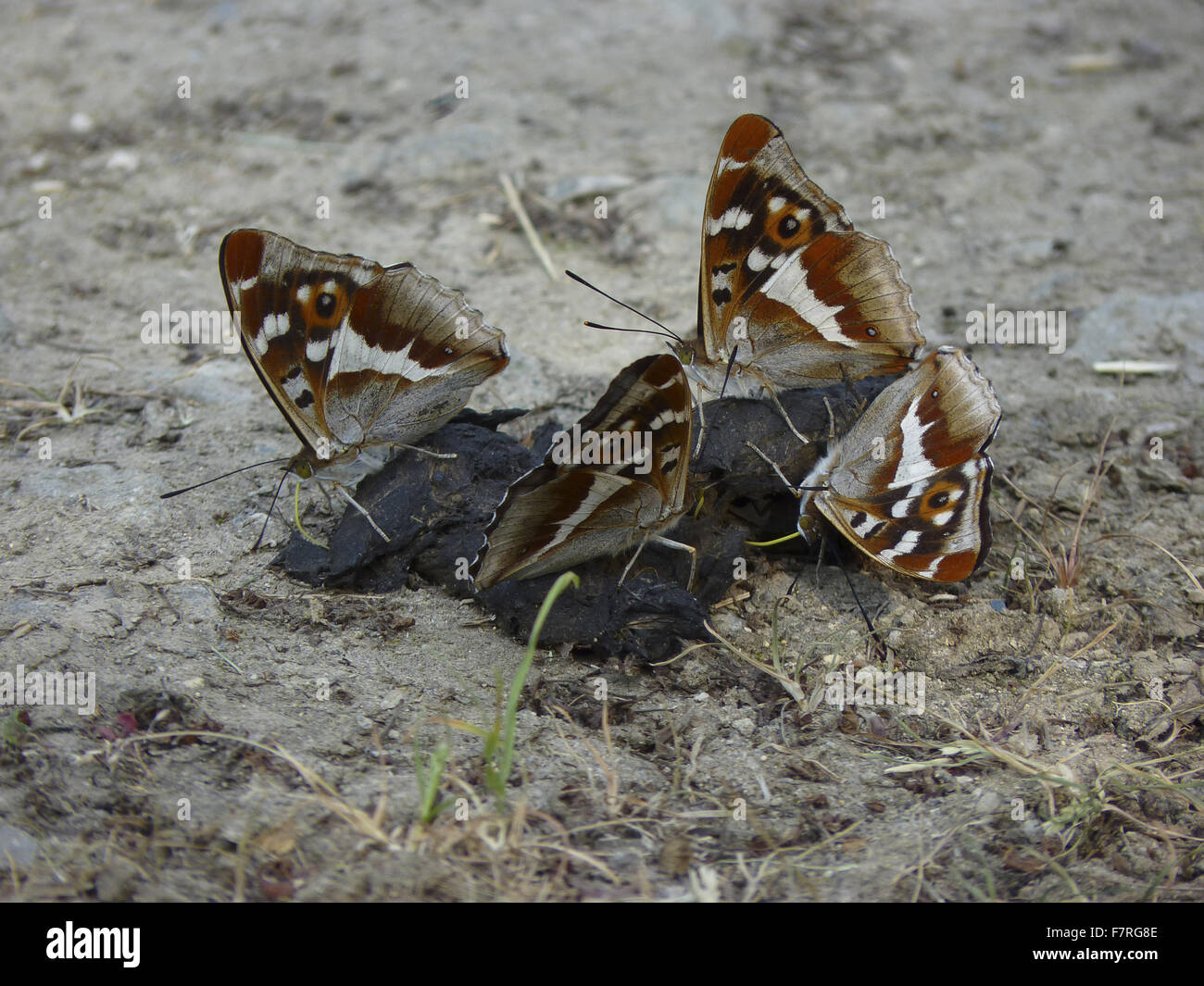 Purple Emperor butterflies, four males on fox dung Stock Photo - Alamy