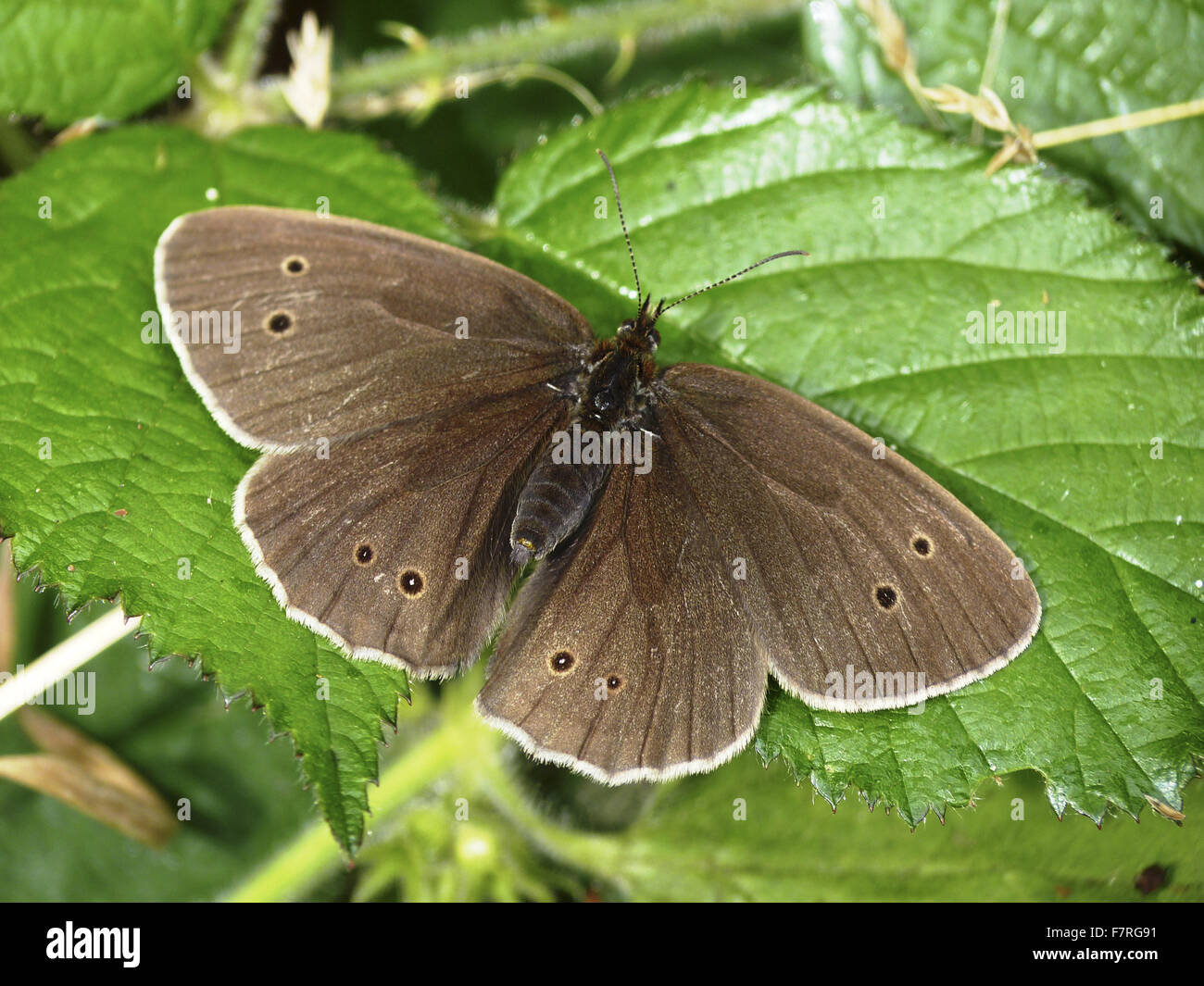 Shell Ringlet Ringlet butterfly, female Stock Photo - Alamy