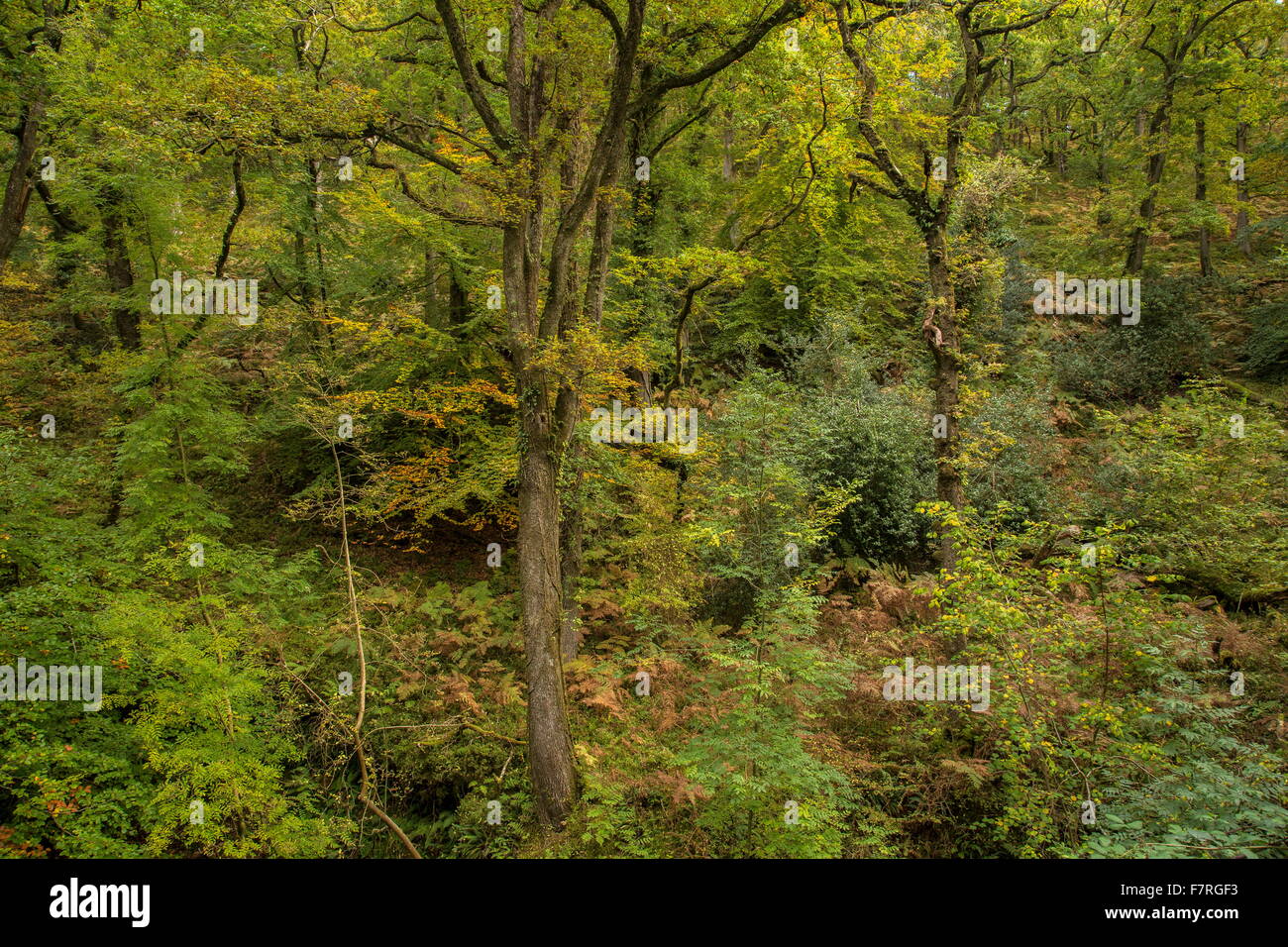 Mixed old sessile oak woodland in autumn, East Water valley, Horner