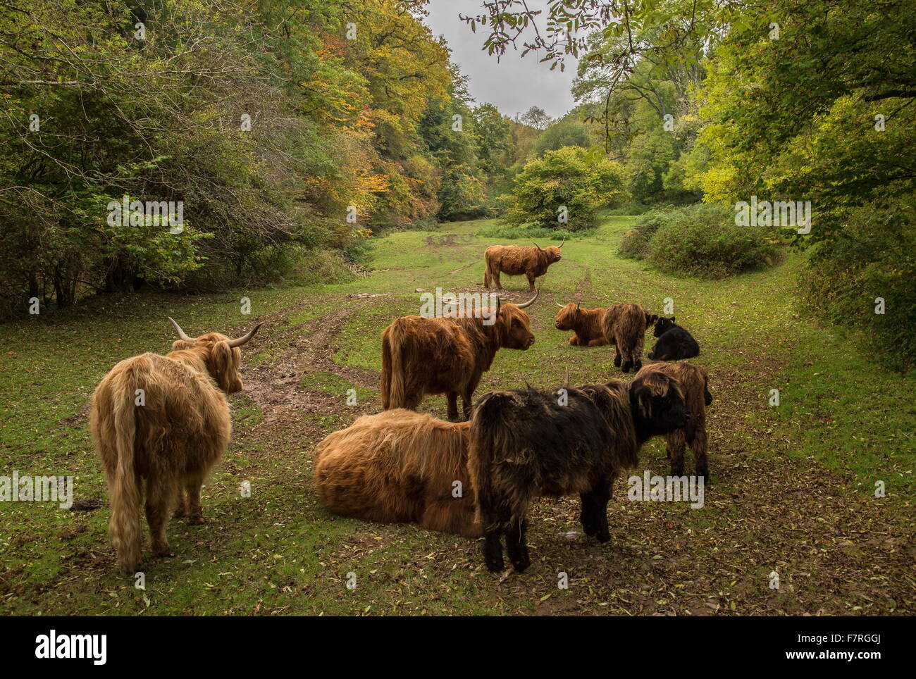 Herd of Highland Cattle in autumn, East Water Valley at Cloutsham, Exmoor Stock Photo