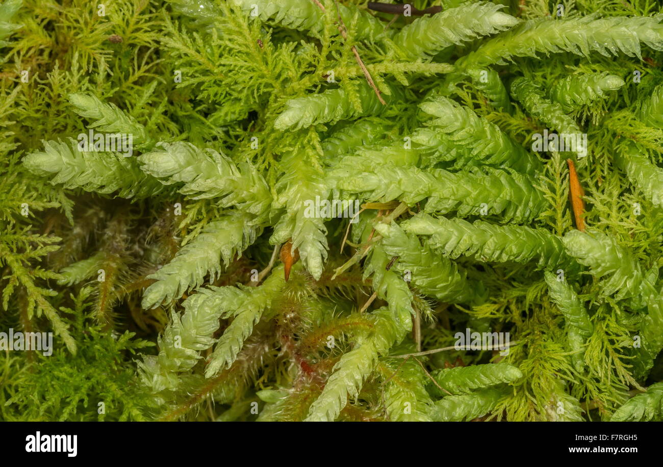 A leafy liverwort, Bifid Crestwort, Lophocolea bidentata on Exmoor. Stock Photo