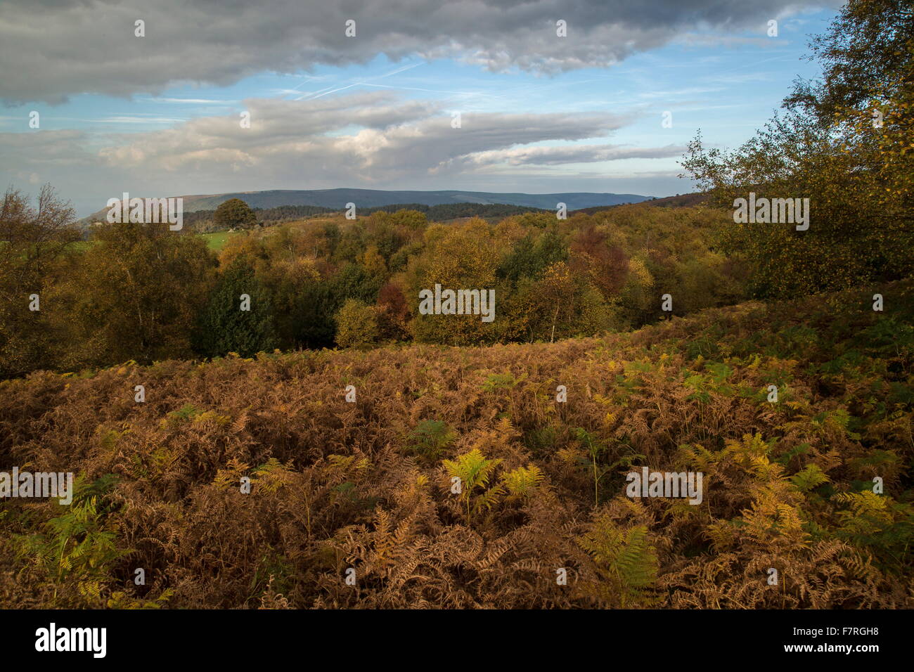 Mixed moorland habitats, with bracken on the north slopes of Dunkery Beacon, Exmoor. Somerset. Stock Photo