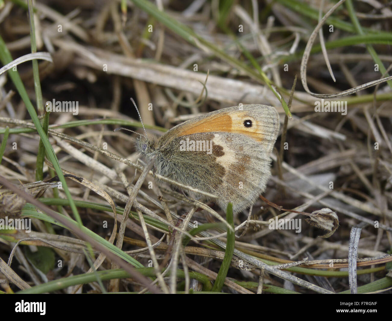Small Heath butterfly, female Stock Photo