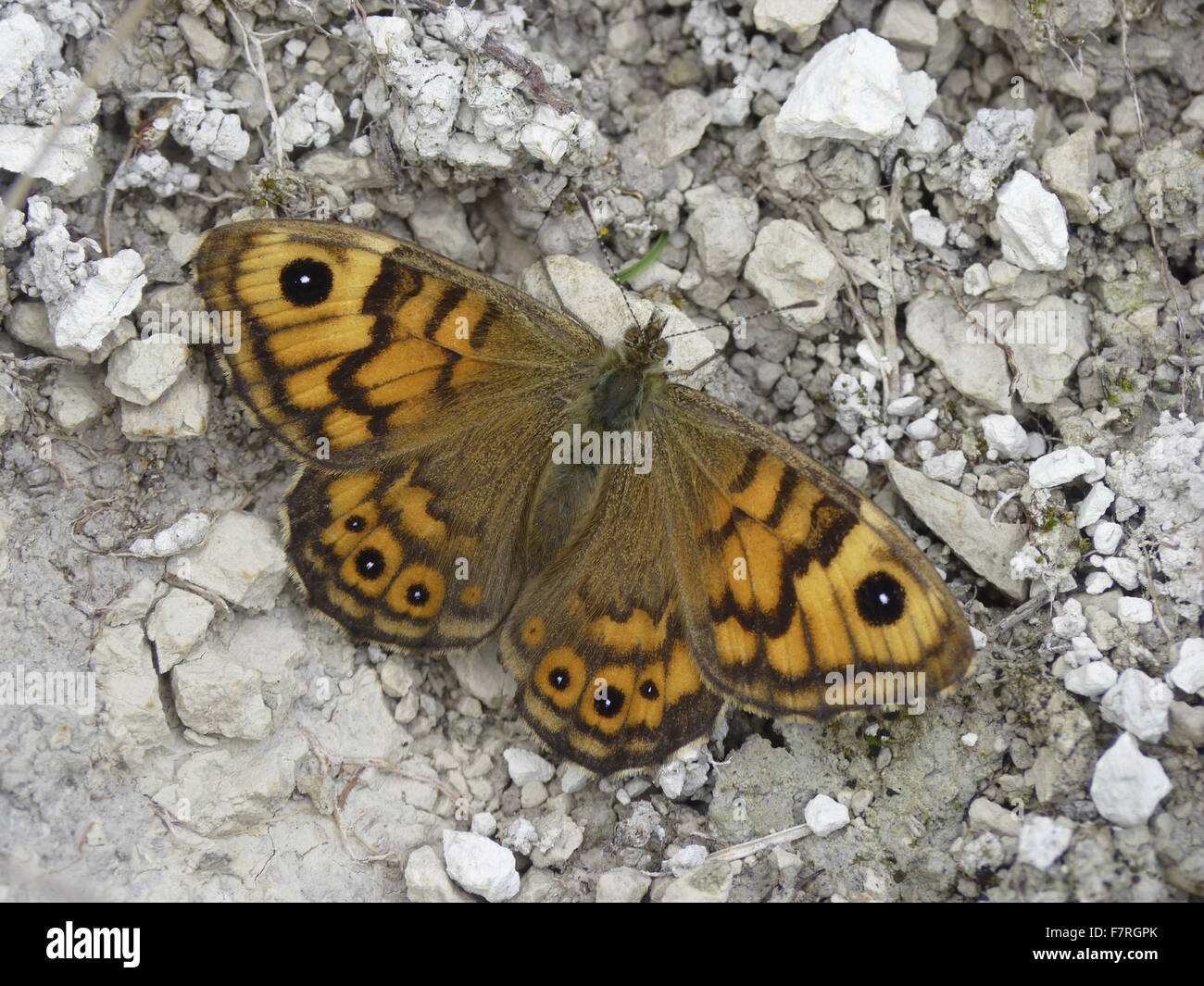 Wall Brown butterfly, female Stock Photo
