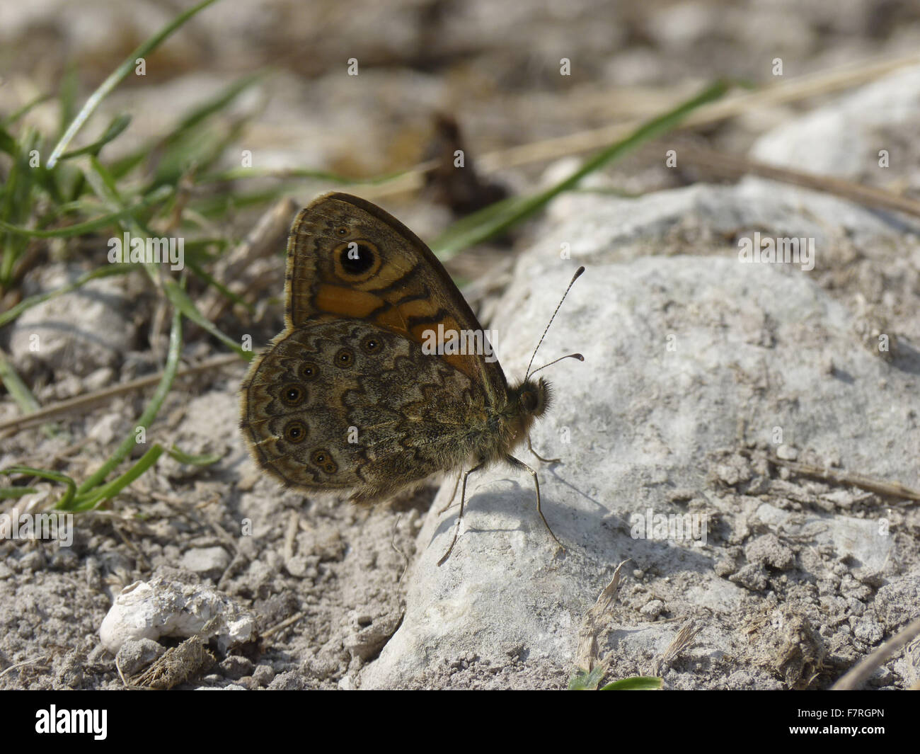 Wall Brown butterfly, male Stock Photo