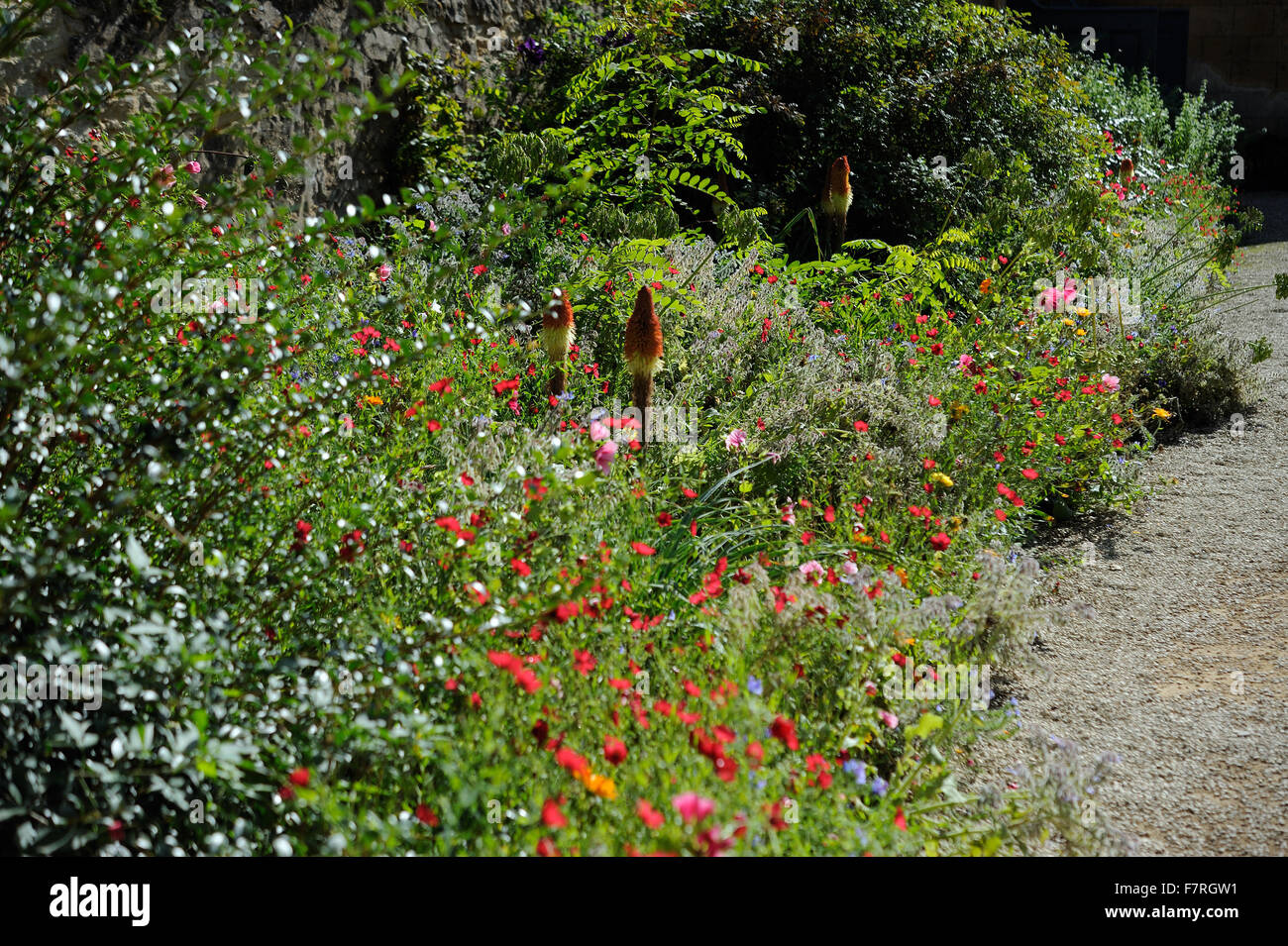 Flowers Growing In The Summer At Hidcote Gloucestershire - 