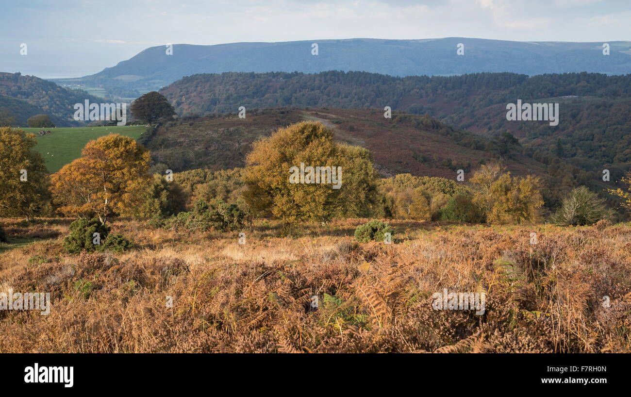 Mixed moorland habitats, with bracken on the north slopes of Dunkery Beacon, Exmoor. Somerset. Stock Photo