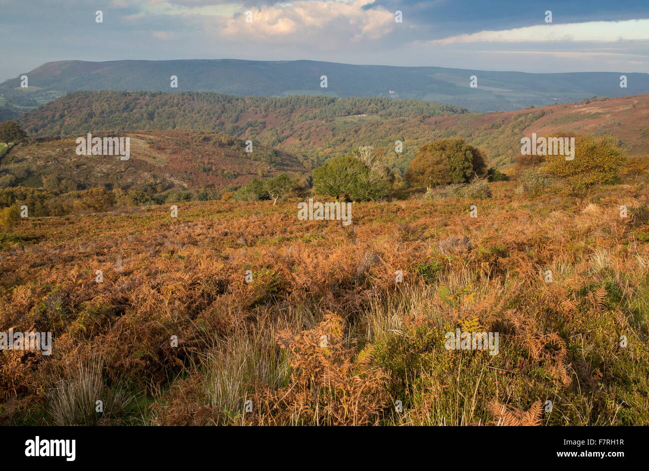 Mixed moorland habitats, with bracken on the north slopes of Dunkery Beacon, Exmoor. Somerset. Stock Photo