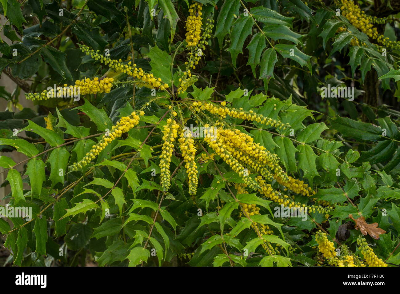 Japanese holly-grape, Mahonia japonica shrubs in flower in early winter. Hampshire. Stock Photo