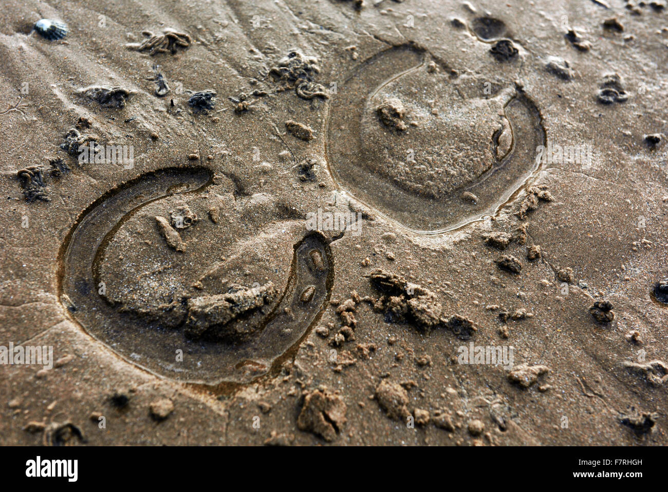Hoof marks on the Northumberland Coast, Northumberland. Stretching from