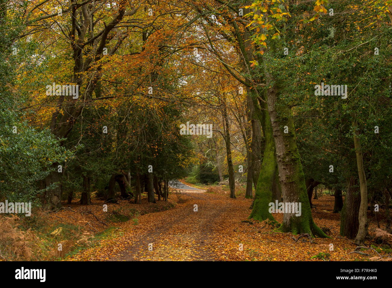 Track through mixed oak, beech and holly woodland,  in autumn, at London Minstead, New Forest Stock Photo