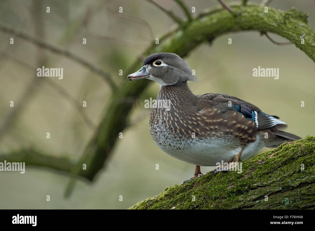 Pretty female Wood Duck / Brautente ( Aix sponsa ) in breeding dress, perched on a tree, looks around attentive. Stock Photo