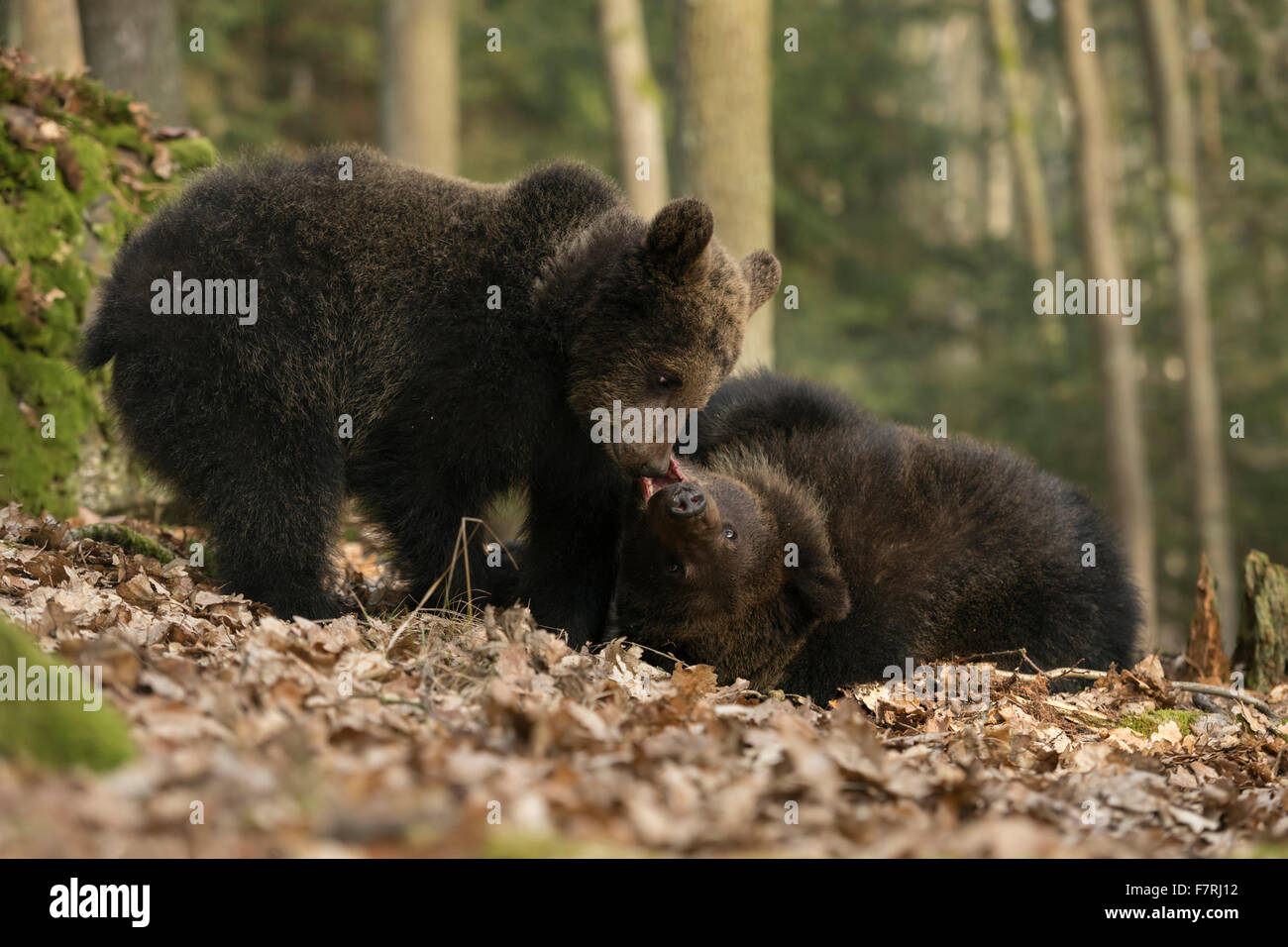 European Brown Bears / Braunbaeren ( Ursus arctos ) in natural forest trials their strength, playing / larking around Stock Photo