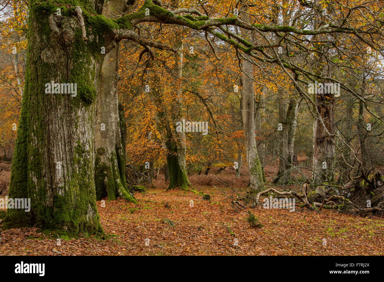 Ash oak hi-res stock photography and images - Alamy