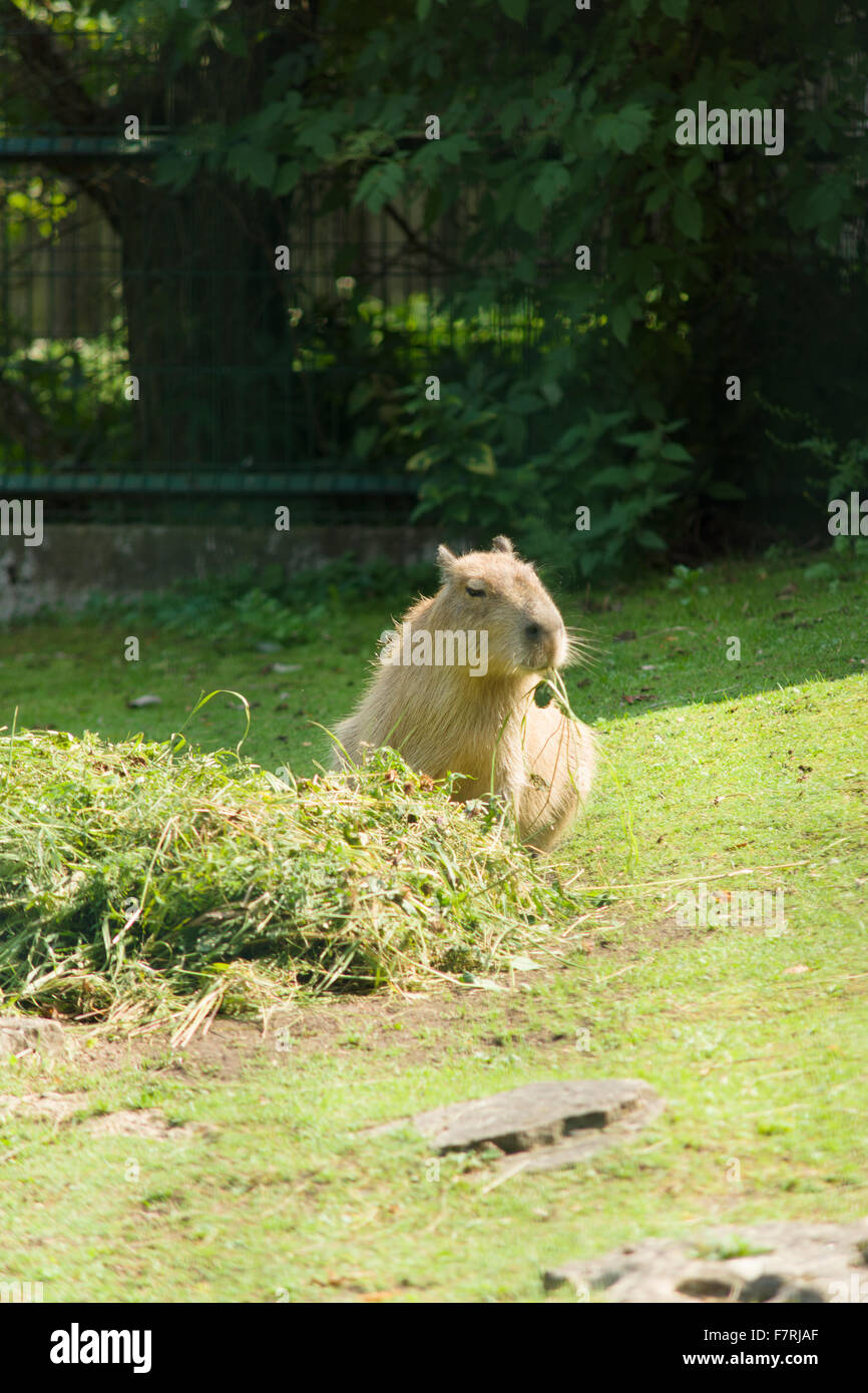 the large water otter eats hay in park Stock Photo - Alamy