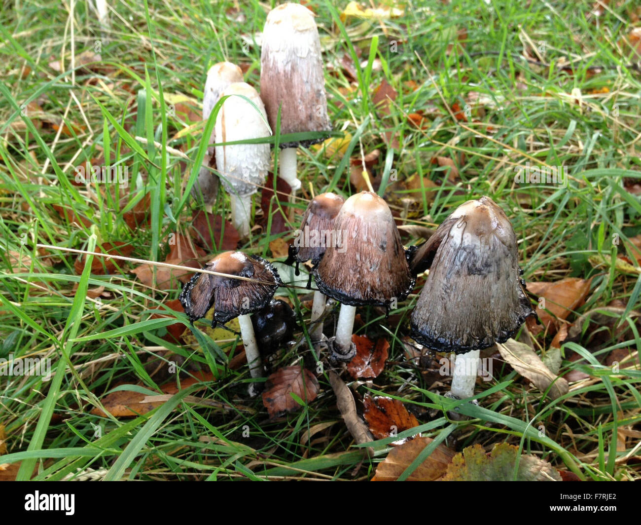 Shaggy Inkcap fungi, Fountains Abbey & Studley Royal Stock Photo